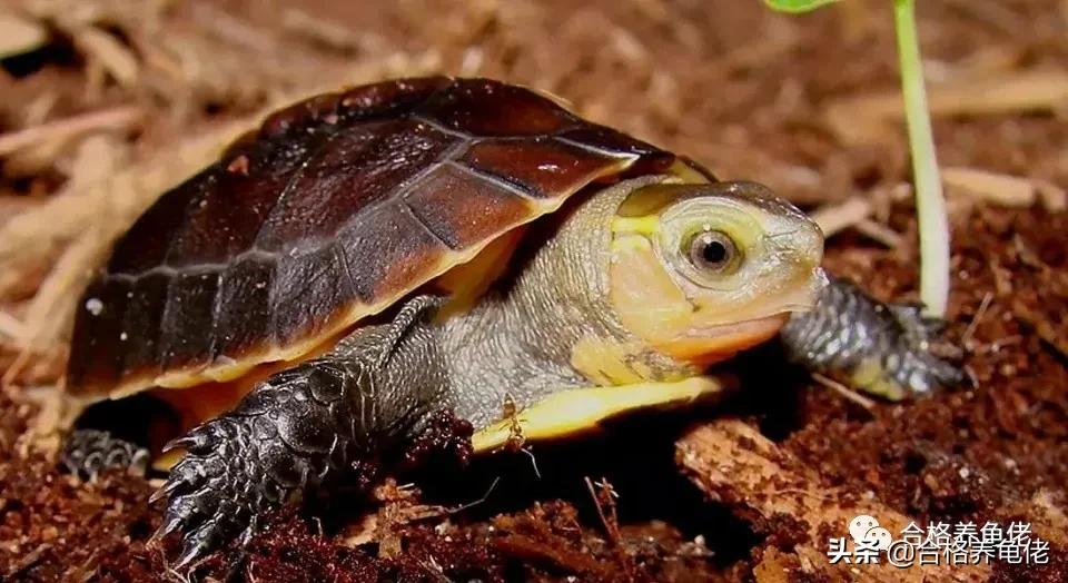 草龟为啥是国龟,体型小的国龟