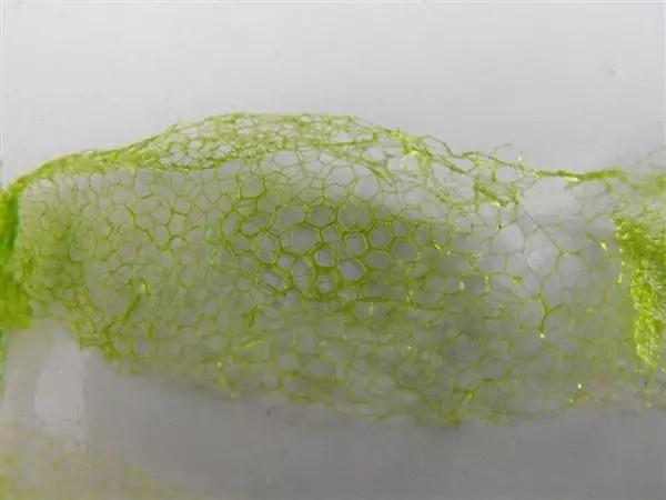 鱼类水产养殖需要哪些藻类,水产养殖显微镜下各种藻类