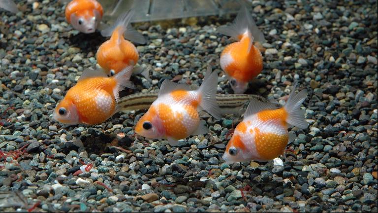 金鱼怎么蔫巴蔫巴就死了什么原因,为什么我买的金鱼到家几天就死了