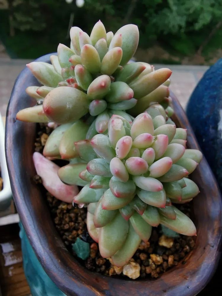 人生就像养多肉一样,人生如同养多肉时间不会怠慢