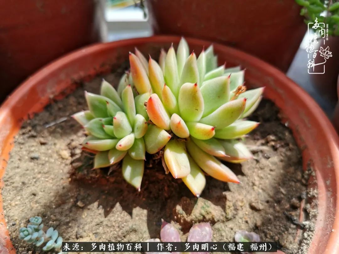 唯美雅致意境飘逸的多肉,蝶舞悠然多肉视频