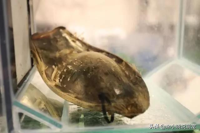 体型凶狠的鲨鱼有哪些,鲨鱼幼崽从蛋出来的全过程