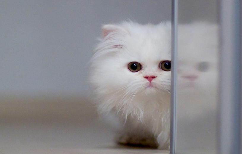 布偶猫夏天掉毛严重怎么办,夏天猫掉毛很厉害怎么办