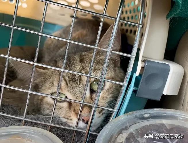 流浪猫猫赖到门口不走,流浪猫在我家门口赖着不走了