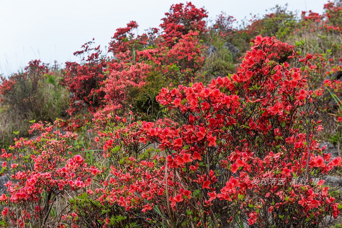 走最远的路,航拍广东最壮美的野生杜鹃花海