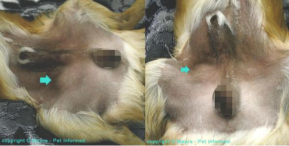 狗隐睾肿大变硬一定是癌症吗,隐睾恶性几率