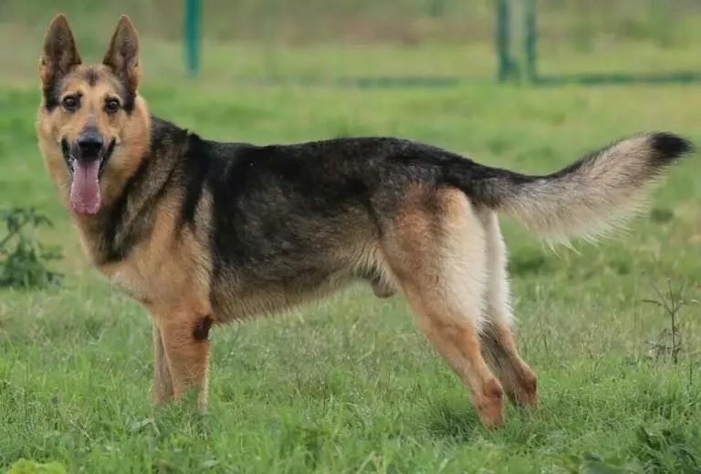 这几种狗，明明是“中国狗”，却被误认为“外国货”