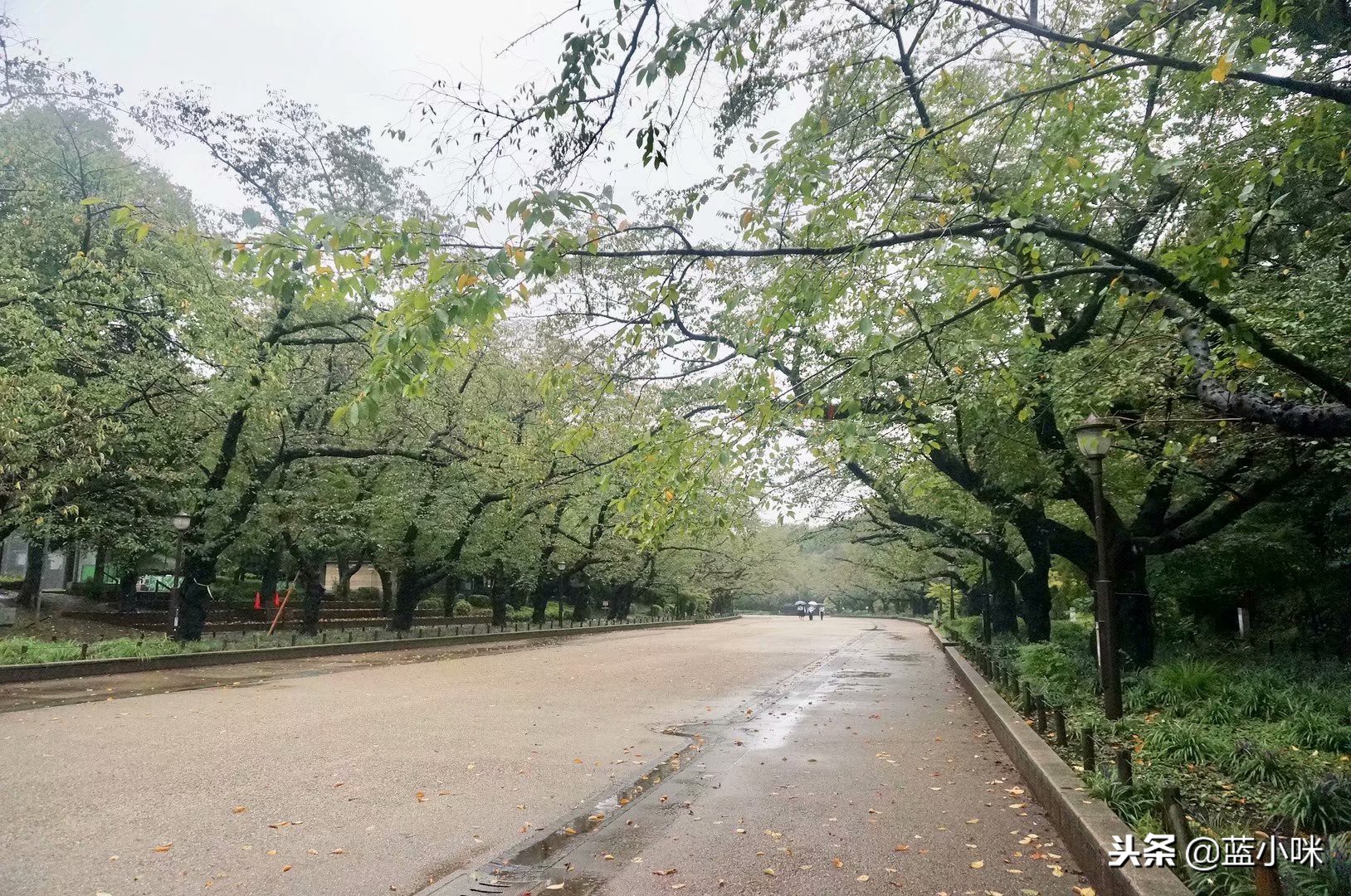 东京富士山镰仓一日游,东京旅游攻略镰仓一日游