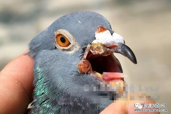 鸽子嘴巴里长了鸽痘怎么治疗,小鸽子得了鸽痘应该怎么治疗