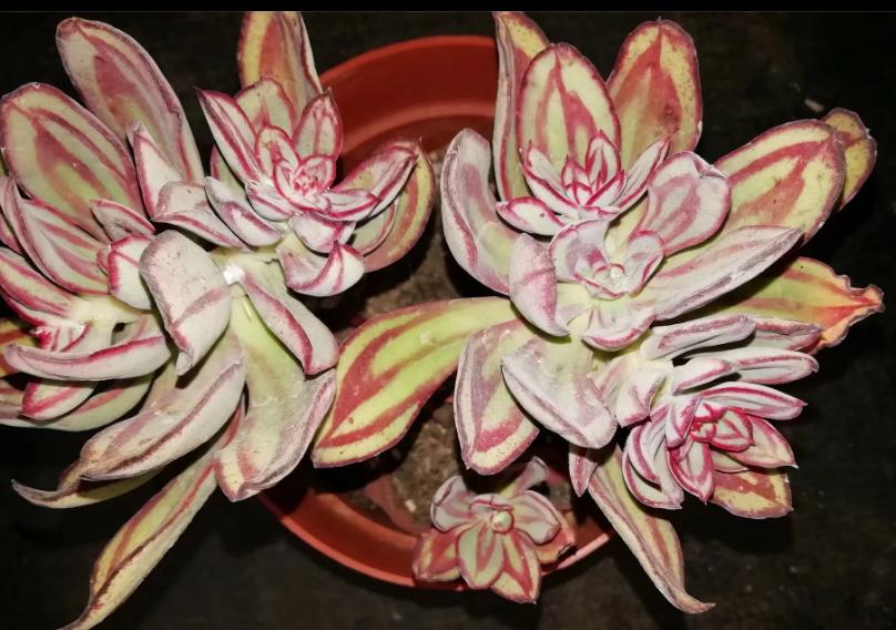 多肉养出状态来有多美？这102种多肉控养上色之后美呆了