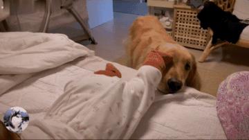 女主人生孩子后宠物的反应,女主人生了宝宝狗狗会咬吗