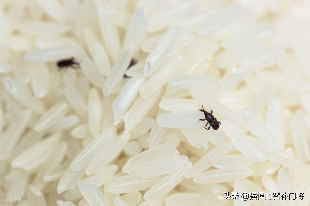 为什么明明封好的大米会长虫子呢,为什么明明密封好的米还会长虫