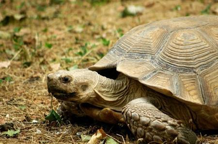 乌龟怎么饲养才能不乱跑,乌龟怎么饲养不生病