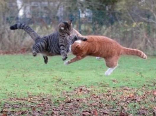 猫咪调皮怎么解决,猫咪调皮捣蛋要怎么样才能驯化它