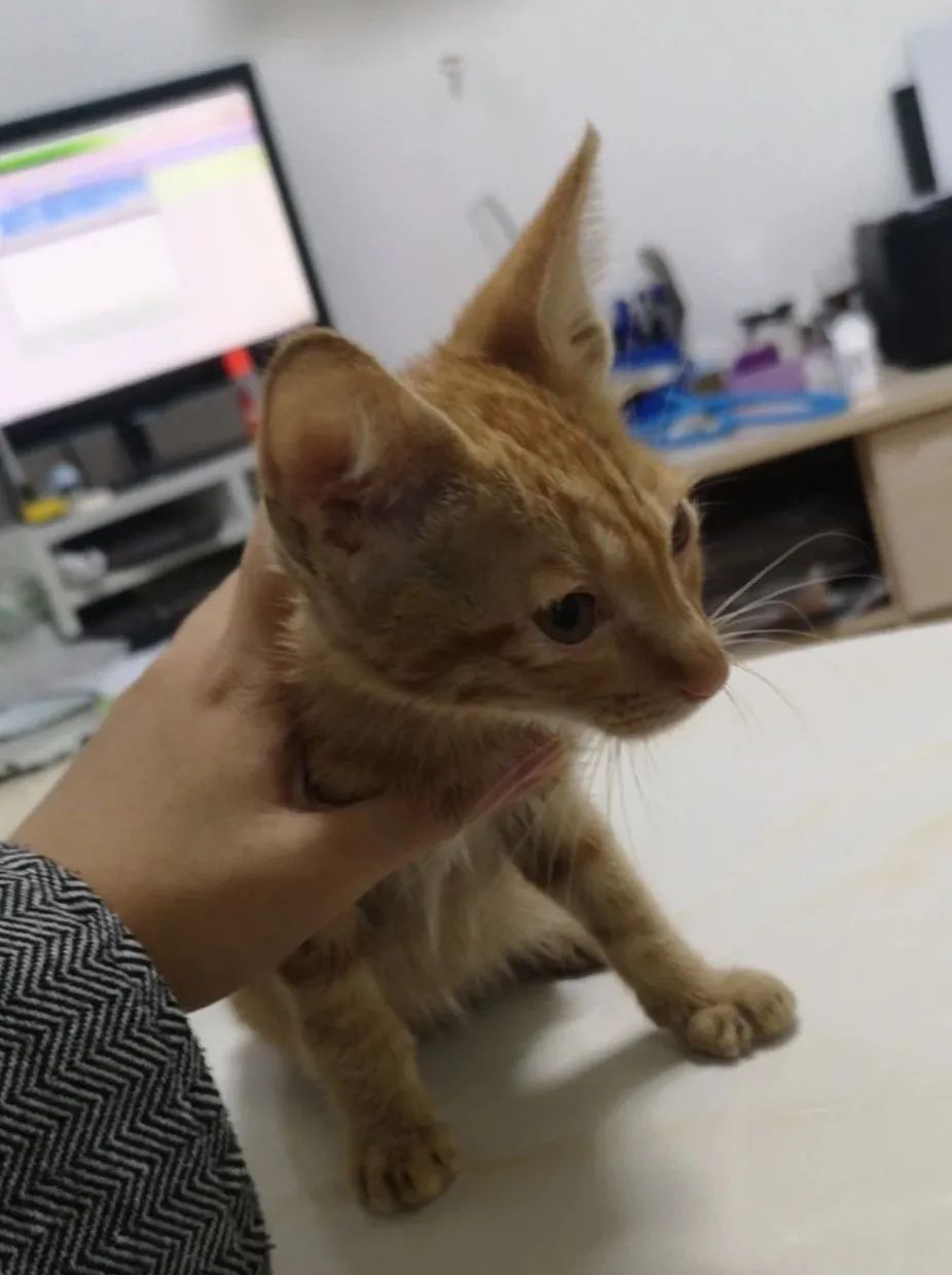 三明铲屎官,铲屎官注意有些养狗行为将被处罚