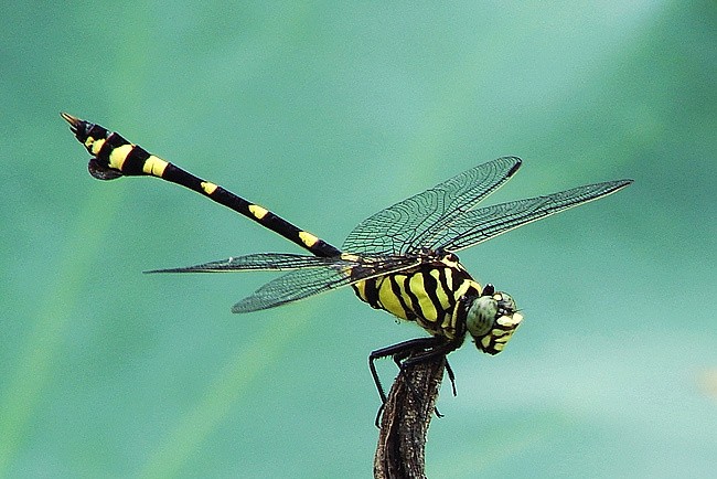 蜻蜓幼虫的各种种类,蜻蜓各种品种都叫什么名字
