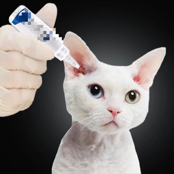 最快解决猫耳螨的办法,你真的了解你家猫咪吗