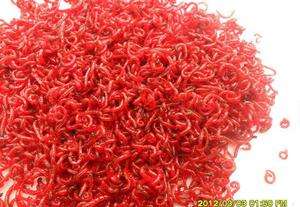 活红虫怎么简单保存,怎么保留红虫