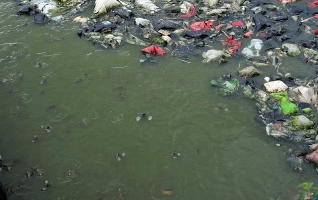 在南方地区埃及塘鲺的养殖方式令人不适,这样的鱼能吃吗?