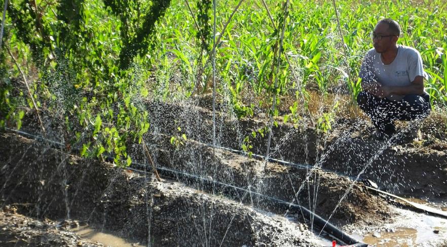 种植山药产量上不去?这4点工作做到位,山药产量高、品质佳