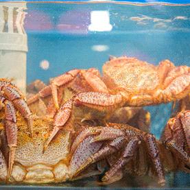 有一种炫富叫青岛开海,有一种炫富叫青岛开海了