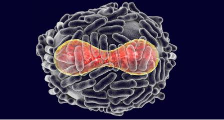 灭绝一种动物对地球有什么后果,最可怕的病毒杀死了地球上多少