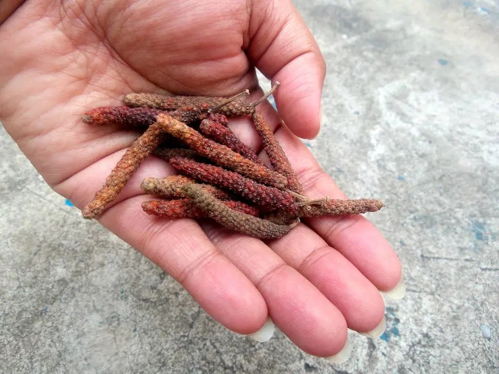 猪肚鸡怎么吃最养胃,健脾养胃滋阴猪肚鸡汤做法