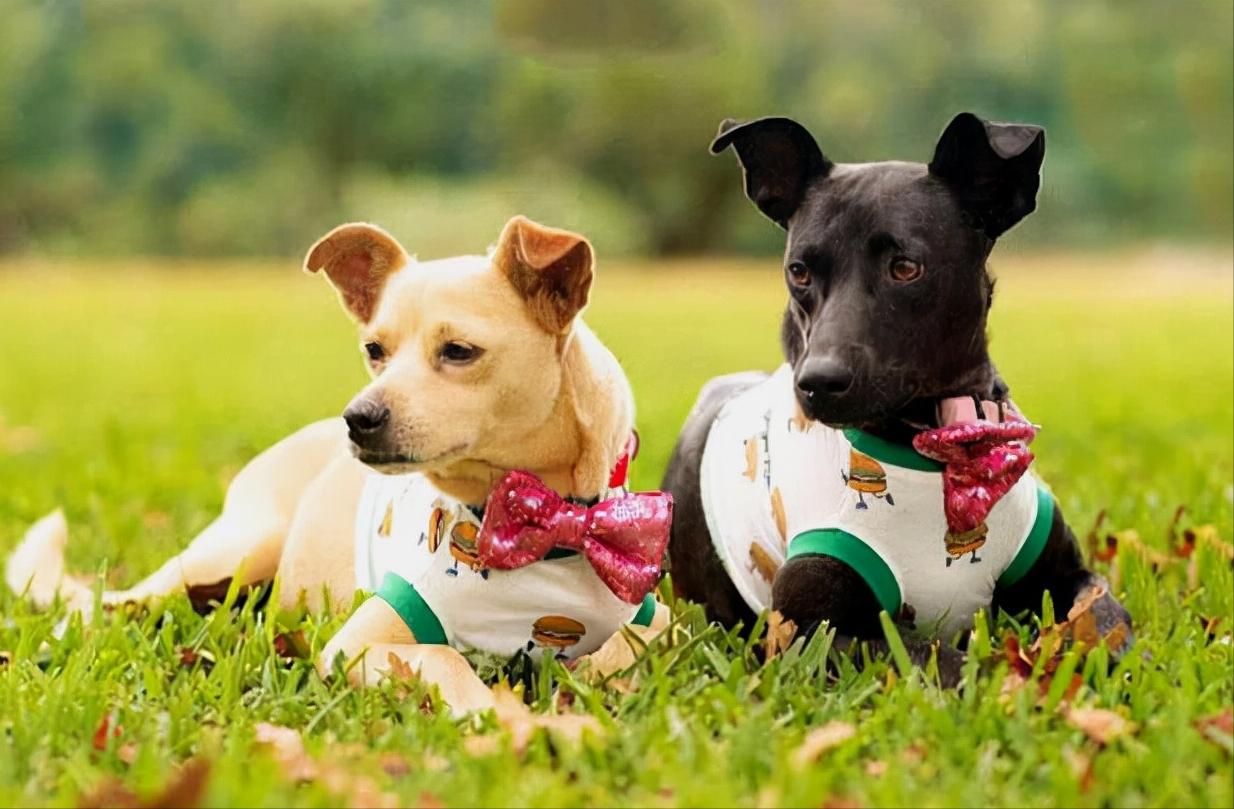 为什么狗狗交配后，拔腿就跑呢？