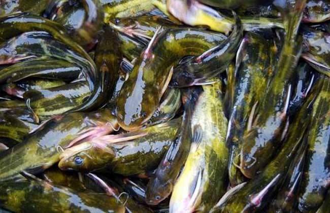 鱼怪病防治,黄颡鱼高价能维持多久