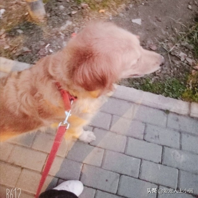 养狗需要具备哪些条件,养狗需要哪些条件