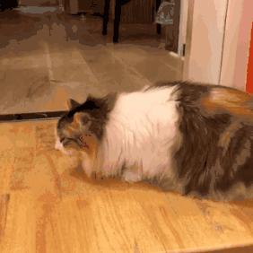 猫咪眼屎变多、咳嗽流鼻涕？别忽视了“嫌犯”支原体