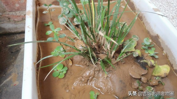 龟友都是怎么养乌龟的,新手怎么养黄喉龟