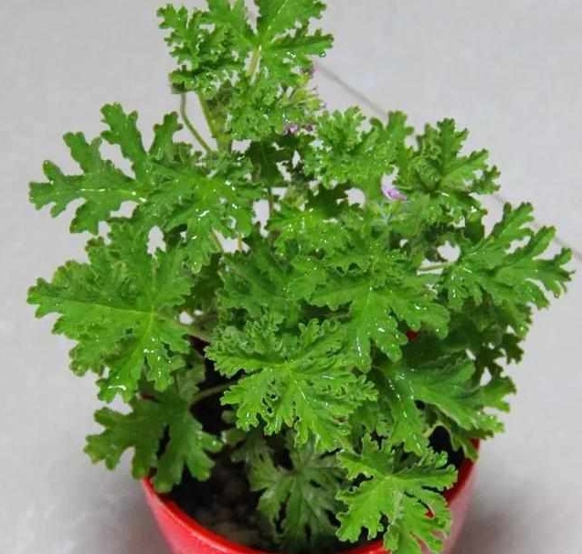 好养又散发氧气的盆栽,室内四季开花好养带香的盆栽