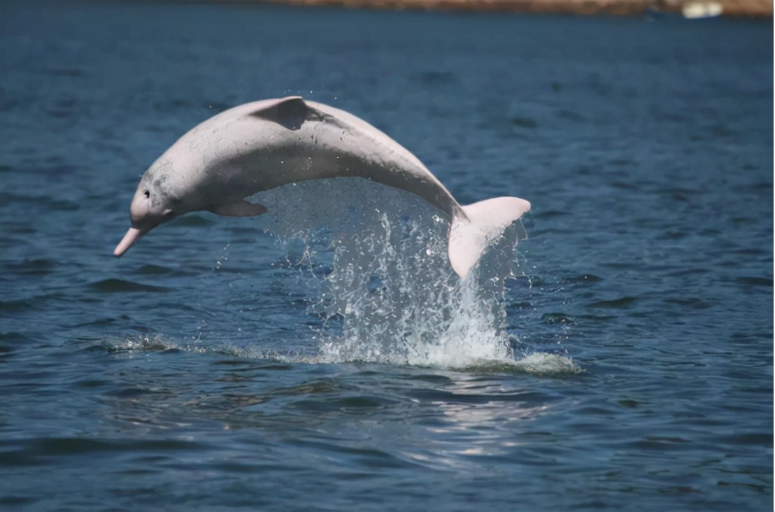 十大稀有美人鱼,中国十大不明生物美人鱼