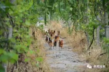 排黄色的粘稠物是什么原因,咳嗽黑便是什么原因