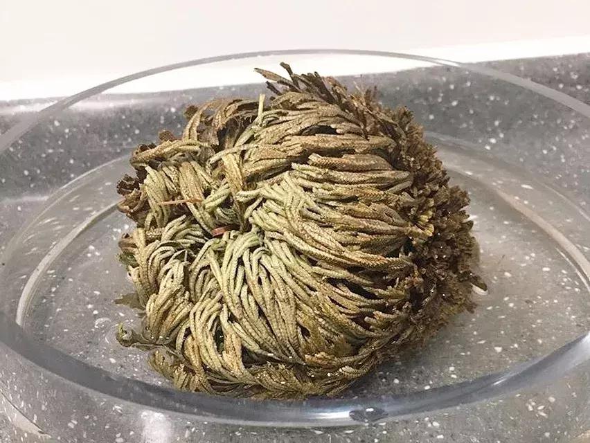 日本复活草面膜晒后修复,复活草面膜种草