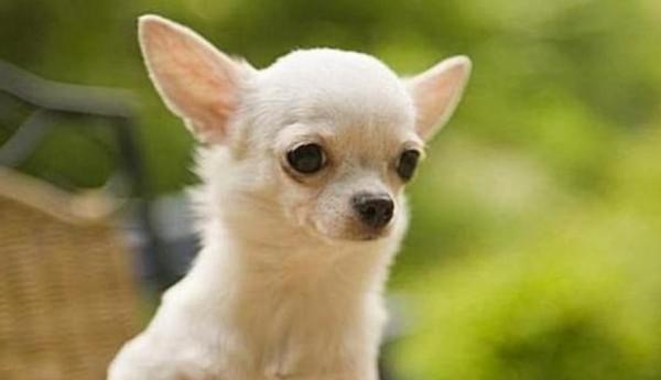 45种常见狗狗认几种主人,45种常见狗狗拉布拉多图片