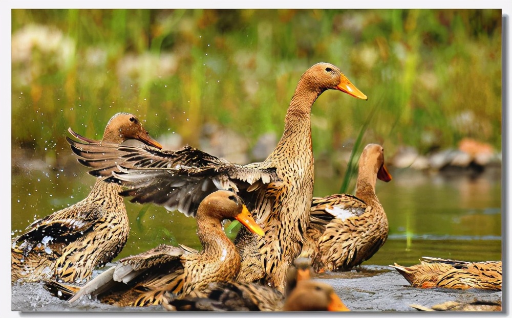 中元节吃什么鸭最好 (中元节鸭怎样吃好)
