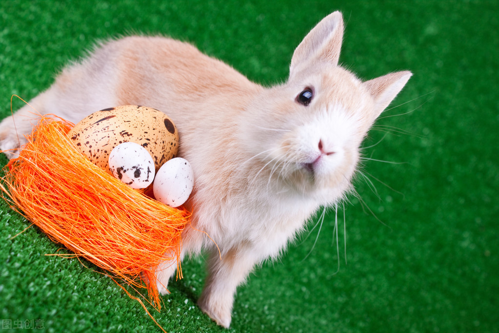 兔子吃什么饲料最好,兔子饲养方法兔子都吃什么饲料