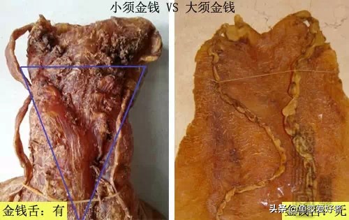 金钱鳘鱼胶行业中有鱼胶之王称号,金钱鳘鱼胶赤嘴鳘鱼胶