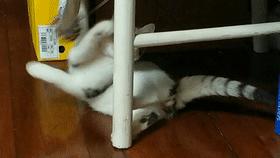 家里不同意养猫,家里不让养猫怎么让家长同意养猫