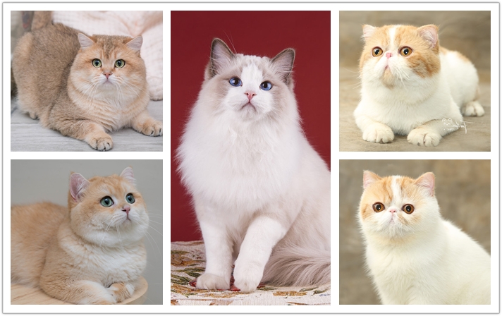 养猫铲屎官小技巧加菲,新手养布偶猫好还是英短猫好