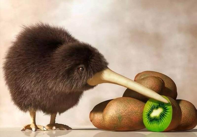 这种鸟没有翅膀和尾巴，蛋大如身体1/3，嘴上自带“生命探测器”