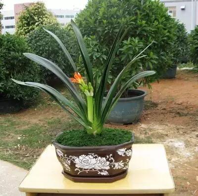 献给那些养花每次都养死的人文案,一直养死花但从未放弃养花