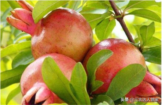 危害石榴的害虫,石榴景观树害虫有哪些