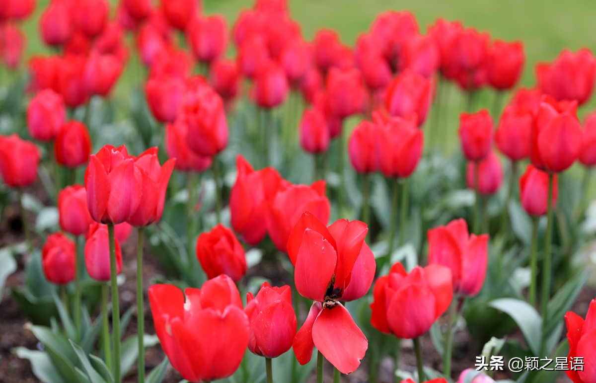 郁金香鲜花香味,郁金香鲜花诗情画意