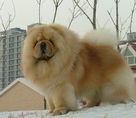 松狮幼犬怎么挑选,要挑选怎样的狗狗