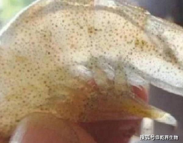 南美白对虾主要疾病及防治方法,南美白对虾萎缩病因