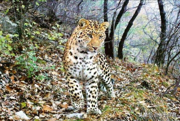 西亚现存最强大的猫科猛兽,史上最凶猛的八大猫科动物