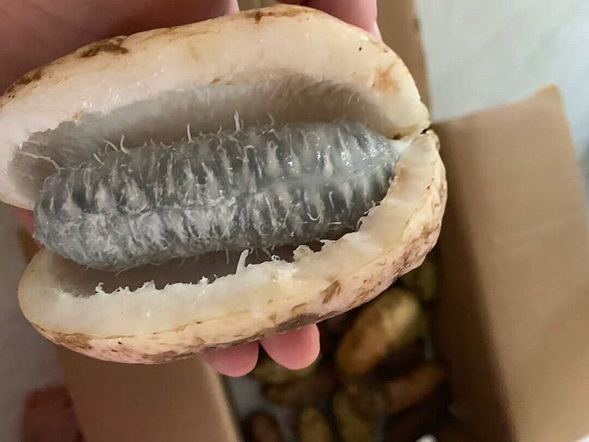 成熟之后会裂开的水果,果实成熟会爆开的水果